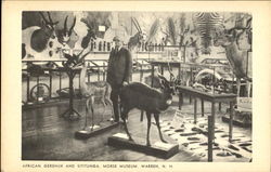 African Gerenuk And Sititunga, Morse Museum Warren, NH Postcard Postcard