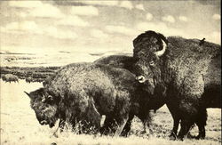 Bison Postcard