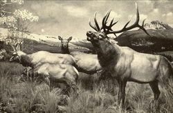 American Wapiti Postcard