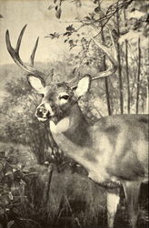 Virginia Deer Postcard