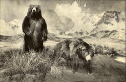 Alaska Brown Bear And The Aghileen Pinnacles New York, NY Postcard Postcard