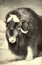 Musk Ox Postcard