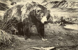 Alaska Brown Bear New York, NY Postcard Postcard