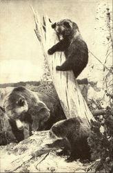 Grizzly Bear Postcard