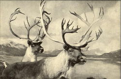 Grant Caribou Postcard