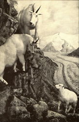 Mountian Goat New York, NY Postcard Postcard