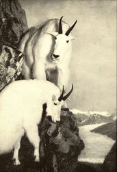 Mountian Goat Postcard