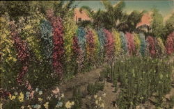 Winter Sweet Peas in Florida Flowers Postcard Postcard