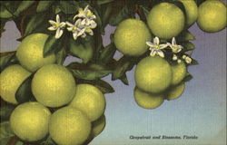 Grapefruit And Blossoms Postcard