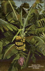 Sarasota Jungle Gardens Postcard