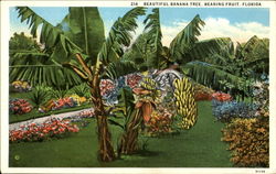 Beautiful Banana Tree Postcard