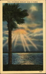 A Picturesque Moonlight Scene In Florida Scenic, FL Postcard Postcard