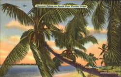 Coconut Palms On South East Florida Coast Postcard