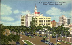 Rows Of Stately Royal Palms Line Miami, FL Postcard Postcard