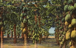 A Papaya Plantation In Florida Fruit Postcard Postcard