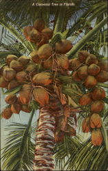 A Cocoanut Tree In Florida Trees Postcard Postcard