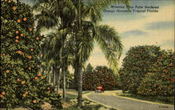 Motoring Thru Palm Bordered Orange Groves Scenic, FL Postcard Postcard