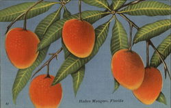 Haden Mangoes Postcard