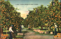 Picking Orange In Sunny Florida Postcard