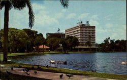 Pigeons Palms And Swans Postcard