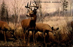 Whitetail Deer Hinckley, MN Postcard Postcard