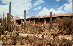 Arizona-Sonora Desert Museum Tucson, AZ Postcard Postcard