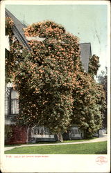 Gold Of Ophir Rose-Bush Flowers Postcard Postcard