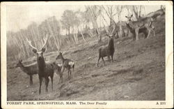 The Deer Family, Forest Park Springfield, MA Postcard Postcard