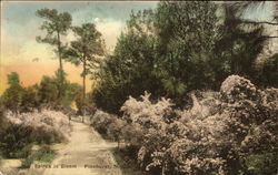 Spirea In Bloom Pinehurst, NC Postcard Postcard