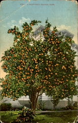 A California Orange Tree Postcard