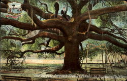 The Largest Live Oak Tree In Florrida Postcard