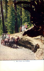 Big Tree Scenic, CA Postcard Postcard