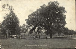 A Summer Scene at Fordhook Postcard