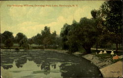 The Weeping Willows, Downing Park Lake Postcard