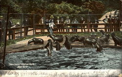 Sea Lions, Central Park Postcard