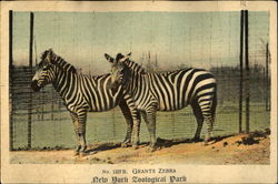 Grants Zebras Postcard