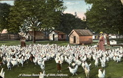 A Chicken Ranch Flock Of 1200 California Chickens Postcard Postcard