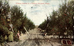 Picking Apples In A Yakima Orchard Postcard