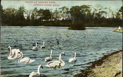 Swans At Jamaica Pond Jamaica Plain, MA Postcard Postcard