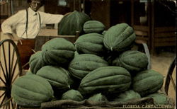 Florida Cantaloupes Exaggeration Postcard Postcard