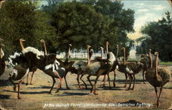 At The Ostrich Farm Postcard