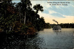 Palms Along The Banks Of The St. Johns River Scenic, FL Postcard Postcard