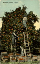 Picking Oranges Postcard