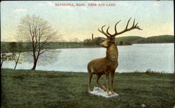 Deer And Lake Postcard