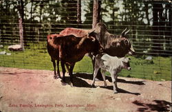 Zebu Family, Lexington Park Massachusetts Postcard Postcard