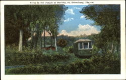 Scene In The Jungle At Davista St. Petersburg, FL Postcard Postcard