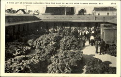 A Fine Lot Of Sponges Gathered From The Gulf Of Mexico Postcard