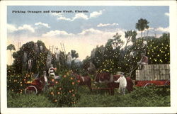 Picking Oranges And Grape Fruit Florida Postcard Postcard