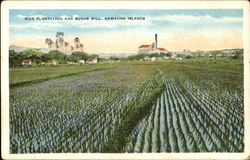 Rice Plantation And Sugar Mill, Hawaiian Islands Postcard Postcard