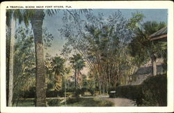 Tropical Scene Near Fort Myers Florida Postcard Postcard